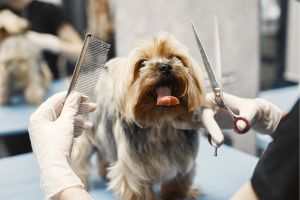 Hippy Pups. Pet Grooming: Discover the Secrets to Keeping Your Furry Companion Looking Their Best. Follow these tips and secrets shared by Hippy Pups and enjoy seeing your furry companion shine.