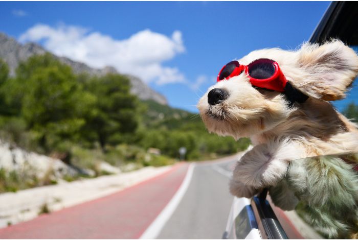 Hippy Pups. Pet Hotel: The Perfect Option to Care for Your Furry Friend During Your Vacation. We understand that leaving your pet in the hands of strangers can be worrisome, but at Hippy Pups, you can trust that your companion will be in a safe and loving environment.