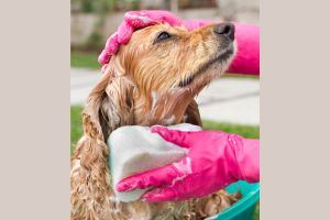  Hippy Pups. The Secrets of a Shiny Coat: Essential Beauty Products for Your Dog. The right beauty products can make a difference in the health and shine of their coat. 