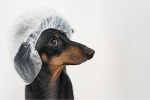 Hippy Pups. The Secrets of a Shiny Coat: Essential Beauty Products for Your Dog. From nourishing shampoos to moisturizing oils, make sure to use the right products to keep your dog radiant.