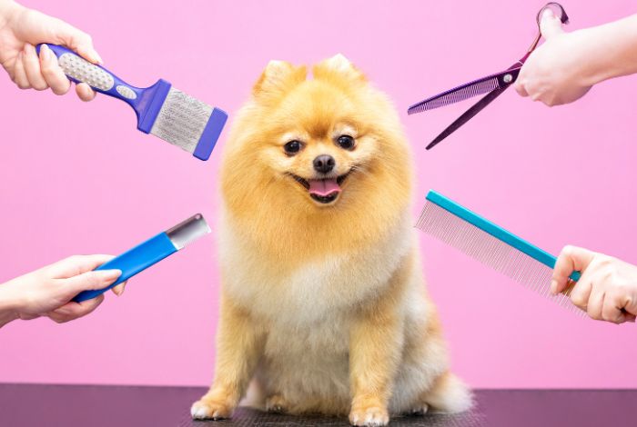 Hippy Pups. The Secrets of a Shiny Coat: Essential Beauty Products for Your Dog. Taking care of your dog's coat is an important part of their well-being and appearance.