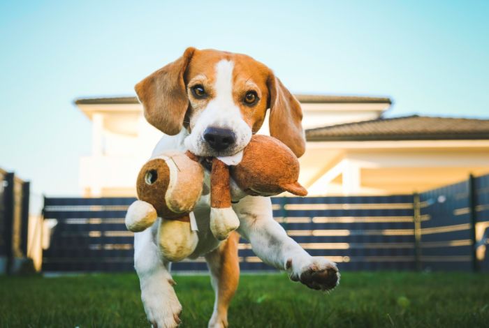 Hippy Pups. Tips for a Happy Doggy Daycare: Keeping Your Pet Active and Entertained. We're committed to providing a happy and enriching doggy daycare experience for your pet.