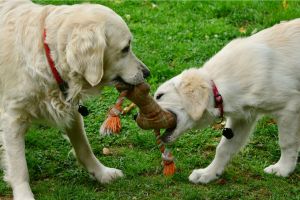 Hippy Pups. Tips for a Happy Doggy Daycare: Keeping Your Pet Active and Entertained. Follow these tips to keep them active, entertained, and fully enjoying their time with us.