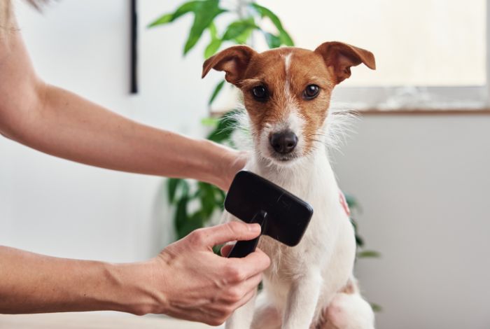 Hippy Pups. Tips for a Successful Dog Grooming Salon: Keeping Your Dog Stylish. With these tips for running a successful dog grooming salon, you'll be able to properly care for your pet's coat and keep them looking fabulous.