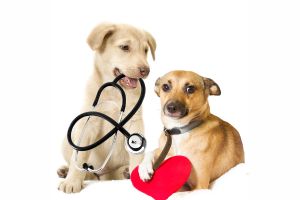  Hippy Pups. Tips for Keeping Your Dog Happy and Healthy During Daily Care. Remember that each dog is unique, so it is important to adapt these tips to your pet's specific needs.