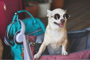Hippy Pups. Tips to Prevent Separation Anxiety in Dogs at the Pet Hotel. Separation anxiety in dogs during their stay at a pet hotel can be addressed with effective strategies.