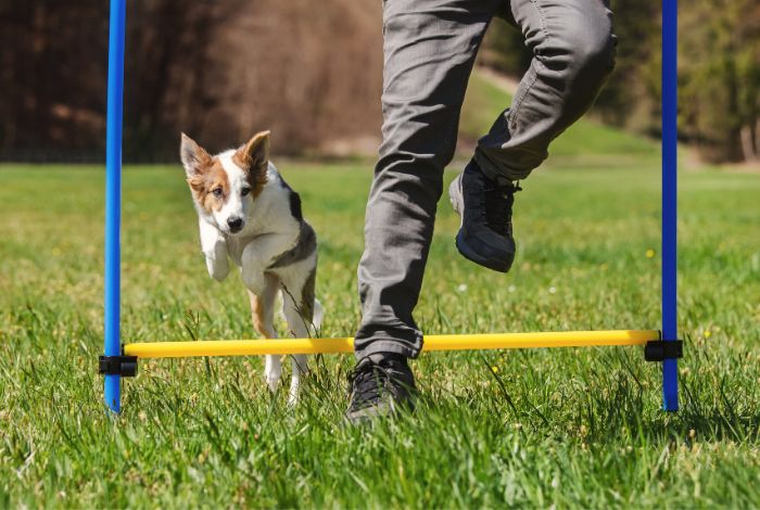 Hippy Pups. Want to Train Your Dog? Hippy Pups Can Help You!Training your dog is a rewarding journey that will strengthen the bond between you and improve their quality of life.