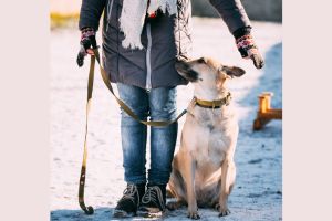 Hippy Pups. Want to Train Your Dog? Hippy Pups Can Help You! we are committed to providing the support and resources you need to succeed in training your dog.