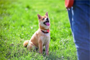 Hippy Pups. Want to Train Your Dog? Hippy Pups Can Help You!Don't hesitate to contact us and embark on this exciting adventure.