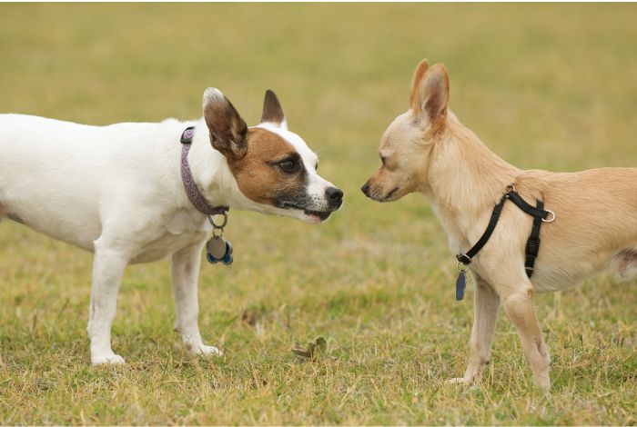 Hippy Pups. Adopting a New Pet and Dealing with Pet Jealousy. Adopting a new pet can trigger jealousy in your current pet, but with patience, love, and dedication, you can help your furry friends adjust and accept their new companion.