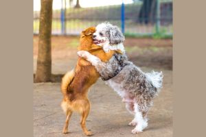 Hippy Pups. Adopting a New Pet and Dealing with Pet Jealousy. Balanced time and attention are key to establishing a harmonious relationship between your pets. 