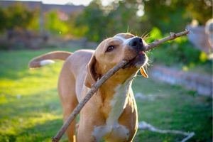 Hippy Pups. Choosing the Best Pet Hotel: Key Factors to Consider for Your Companion's Well-being. We strive to provide a safe, loving, and comfortable environment for your pet during their stay.