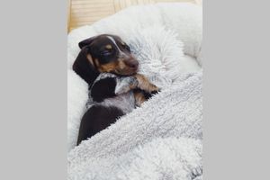 Hippy Pups. Choosing the Best Pet Hotel: Key Factors to Consider for Your Companion's Well-being. Trust us and enjoy your worry-free moments knowing that your companion is in good hands!