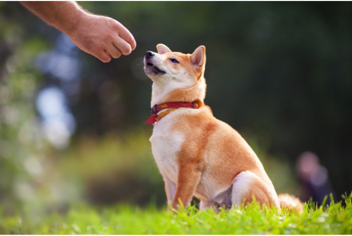Hippy Pups. Dog Training: Effective Techniques to Strengthen the Bond with Your Best Friend. Dog training not only improves their behavior but also strengthens the bond between you and your best friend.
