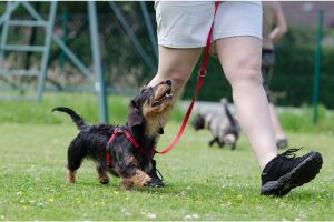 Hippy Pups. Dog Training: Effective Techniques to Strengthen the Bond with Your Best Friend. Get to know the essential commands every dog should learn and how to teach them effectively.