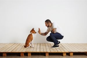 Hippy Pups. Dog Training: Effective Techniques to Strengthen the Bond with Your Best Friend. Make use of these effective techniques and enjoy a harmonious and joyful relationship with your furry companion