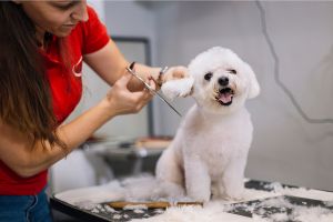 Hippy Pups. Pet Grooming Tips: Keeping Your Four-Legged Friend Looking Impeccable. With the tips provided in this article, you'll be able to keep your four-legged friend looking impeccable and happy.