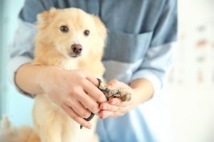 Hippy Pups. Pet Grooming Tips: Keeping Your Four-Legged Friend Looking Impeccable. Remember, dedicating time and attention to grooming not only enhances your pet's appearance but also strengthens your bond.