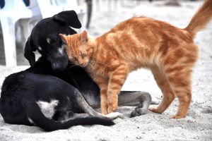 Hippy Pups. Pet Rescue: Inspirational Stories & How You Can Help Animals In Need. By joining in this mission, we can make a difference in the lives of animals and create a more compassionate future for all.