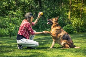 Hippy Pups. Practical Tips for Caring for Your German Shepherd. These loyal, intelligent companions will return the love and care you invest in them many times over.