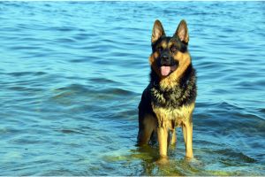 Hippy Pups. Practical Tips for Caring for Your German Shepherd. Keep visiting Hippy Pups for more pet care tips and tricks!