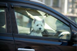 Hippy Pups. Practical Tips for Caring for Your Pet During Summer. Remember, at Hippy Pups, your pet is our priority.