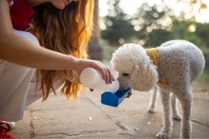 Hippy Pups. Practical Tips for Caring for Your Pet During Summer. Keep visiting us for more pet care tips and tricks.