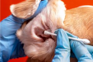 Hippy Pups. Practical Tips for Taking Care of Your Pet's Ears. Your pet will thank you with licks and purrs!