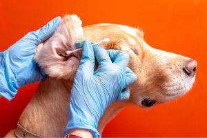 Hippy Pups. Practical Tips for Taking Care of Your Pet's Ears. Properly caring for your pet's ears is essential to keep them happy and healthy.