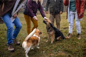 Hippy Pups. Reasons Why Pets Need to Be in Contact with People: Emotional and Social Benefits. So, never underestimate the power of human contact in your pet's life! Together, we can create a stronger bond and a happier life for our furry friends.