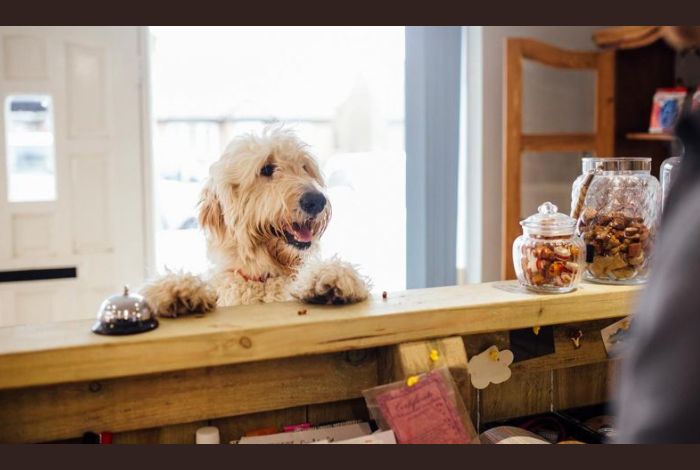 Hippy Pups. The Benefits of Boarding Your Pet in a Pet Hotel during Your Vacation. Boarding your pet in a pet hotel during your vacation offers numerous benefits.