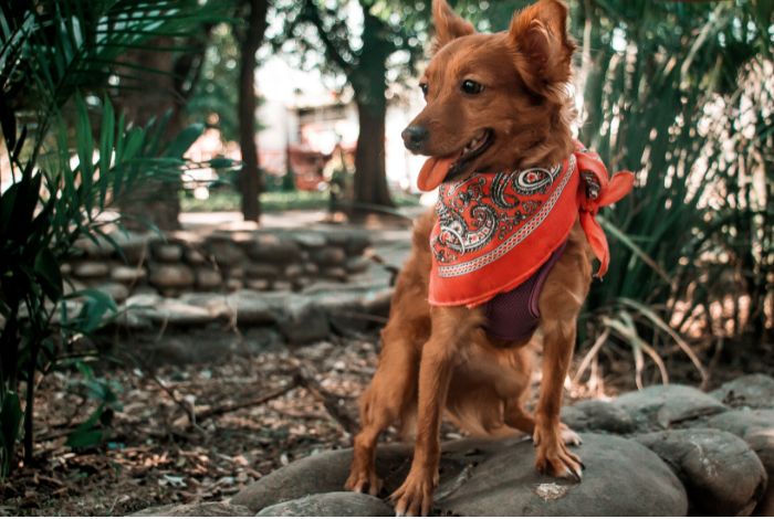 The Benefits of Daily Pet Daycare: A Safe and Fun Place for Your Furry Companion. Daily pet daycare is much more than just a care service.