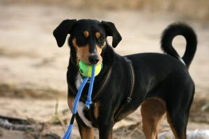 The Benefits of Daily Pet Daycare: A Safe and Fun Place for Your Furry Companion. It is a safe, fun, and stimulating space where your furry companion can socialize, exercise, and receive personalized attention.