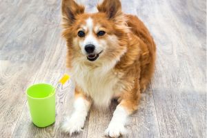 Hippy Pups. The Importance of Caring for Your Pet's Teeth. With good oral hygiene, you can ensure a radiant smile and a happy, healthy life for your furry companion.