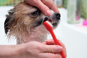 Hippy Pups. The Importance of Caring for Your Pet's Teeth. With good oral hygiene, you can ensure a radiant smile and a happy, healthy life for your furry companion.