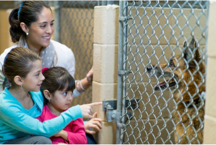 Hippy Pups. The Secrets to a Successful Adoption: Prepare Your Home and Heart for Your New Pet. Adopting a pet is a rewarding and love-filled experience.