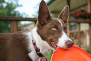 Hippy Pups. Tips to Release Your Pet's Energy: Fun and Stimulating Activities. With these tips and activities, you'll be able to provide your pet with a healthy outlet for their energy, promoting their physical and mental well-being.