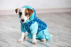 Hippy Pups. Winter Care for Your Dog: Keeping Your Furry Friend Warm and Healthy. Every dog is unique, and their cold tolerance varies.