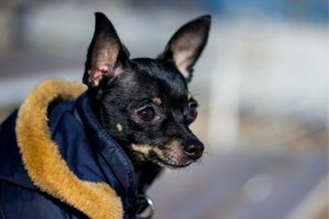 Hippy Pups. Winter Care for Your Dog: Keeping Your Furry Friend Warm and Healthy. Pay attention to their behavior and body language to ensure they stay comfortable and healthy throughout the winter.
