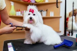 Hippy Pups. Canine Grooming Secrets: Transforming Your Furry Friend into a Star. Uncover how our canine grooming secrets can transform your pet into a true star.