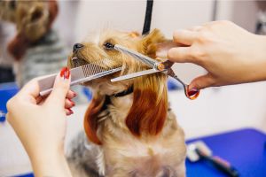 Hippy Pups. Canine Grooming Secrets: Transforming Your Furry Friend into a Star. Come and experience furry glamour firsthand!