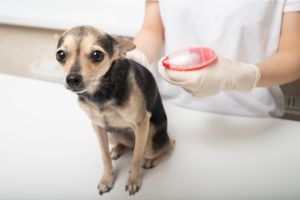 Hippy Pups. Canine Tips: How to Care for, Understand, and Communicate with Your Furry Companion. Dogs communicate largely through their body language.