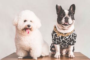 Hippy Pups. Capture Special Moments: Professional Photography to Showcase Your Pet's Beauty. We assist you in creating lasting memories that you can cherish forever.