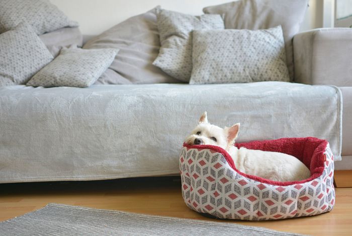 Hippy Pups. Choosing the Right Bed for Your Dog. Picking the right bed for your dog is an investment in their comfort and happiness.