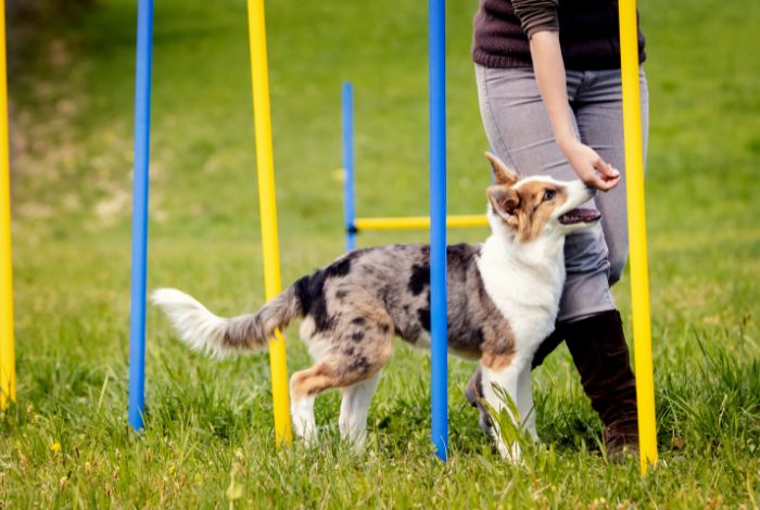 Dog Training Tools vs. Dog Management Tools