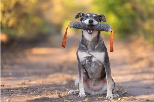 Hippy Pups. Dog Training: Effective Techniques to Improve Behavior and Strengthen the Bond. Dog training is more than just teaching tricks
