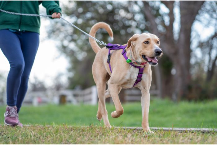 Hippy Pups. Master the Leash: Canine Training for an Exemplary Companion. Leash training is an investment in your dog's safety and happiness.