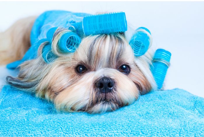 Hippy Pups. Pooch Makeover: 5 Signs Your Dog Needs a Makeover. These are just some of the signs that your dog might need a makeover.