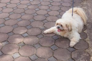 Hippy Pups. Pooch Makeover: 5 Signs Your Dog Needs a Makeover. Hippy Pups is here to help you every step of the way.