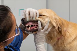 Hippy Pups. Pooch Makeover: 5 Signs Your Dog Needs a Makeover. Pay attention to these signs and don't hesitate to seek professional help to keep your pet happy and healthy.